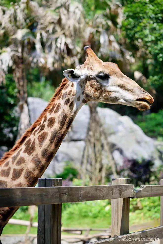 当“端午”遇上“六一”！怀化文旅活动这样安排→(4)