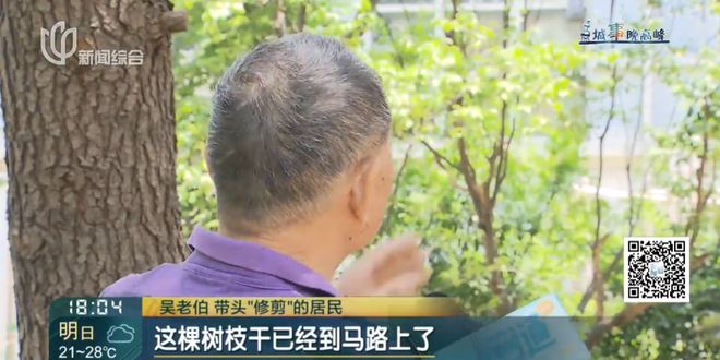 上海一小区20年香樟说砍就砍!八旬老爷叔:拿我怎么样?(6)