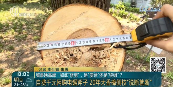 上海一小区20年香樟说砍就砍！八旬老爷叔：拿我怎么样？ - 熊猫体育少儿体能培训