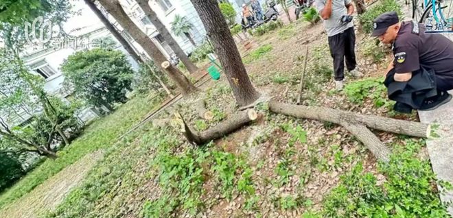 上海一小区20年香樟说砍就砍!八旬老爷叔:拿我怎么样?(4)