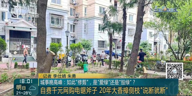 上海一小区20年香樟说砍就砍!八旬老爷叔:拿我怎么样?(3)