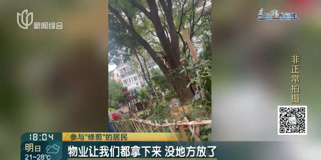 上海一小区20年香樟说砍就砍!八旬老爷叔:拿我怎么样?(5)