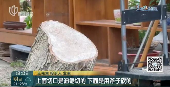 上海一小区20年香樟说砍就砍!八旬老爷叔:拿我怎么样?(2)