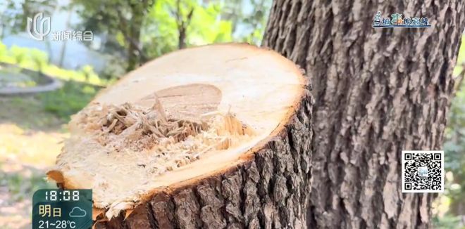 上海一小区20年香樟说砍就砍!八旬老爷叔:拿我怎么样?(10)